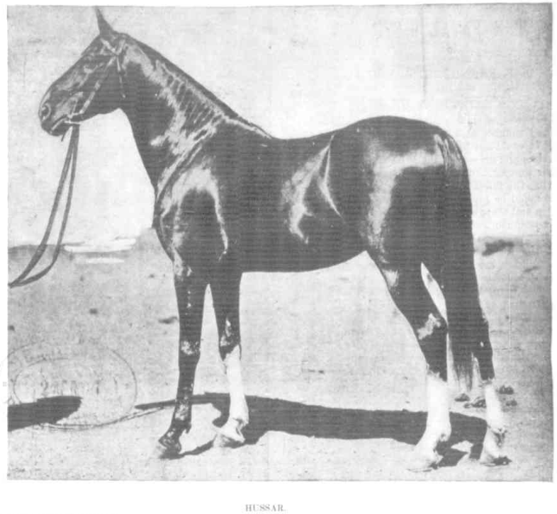 Arab Stallion Hussar