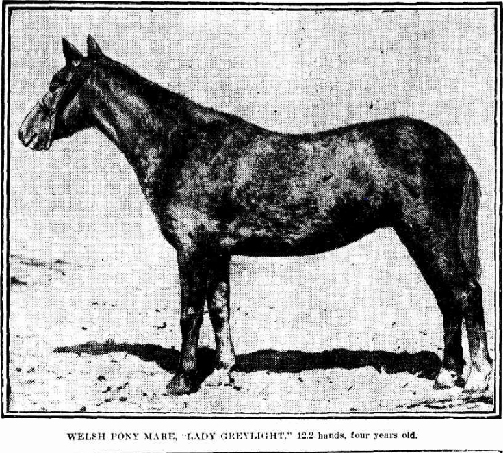 Lady Greylight, Daily Telegraph (Sydney), Saturday 29 October 1910.