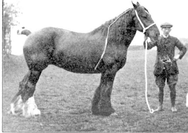 Shire horse Lancelyn Gipsy