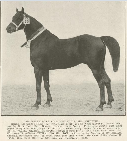 Little Jim, Queenslander Pictorial, supplement to The Queenslander, 12 May, 1917.