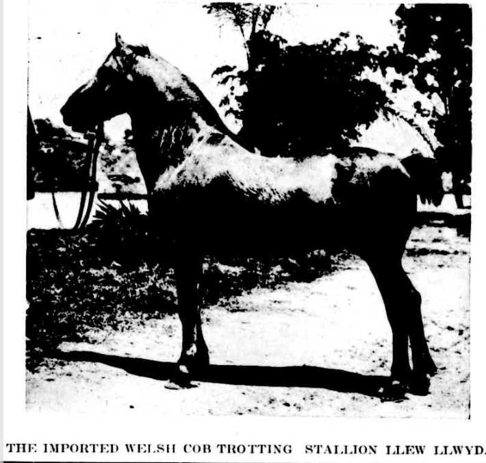 Llew Llwyd, Queenslander (Brisbane), Saturday 28 November 1908.