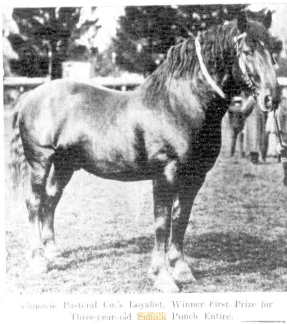 Suffolk Punch stallion Loyalist