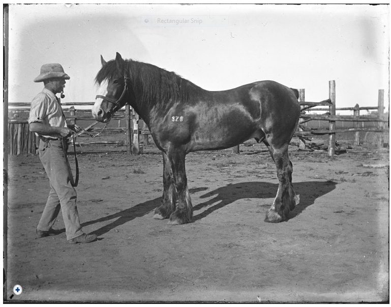 Man with a shire stallion in the Bruce Rock district WA