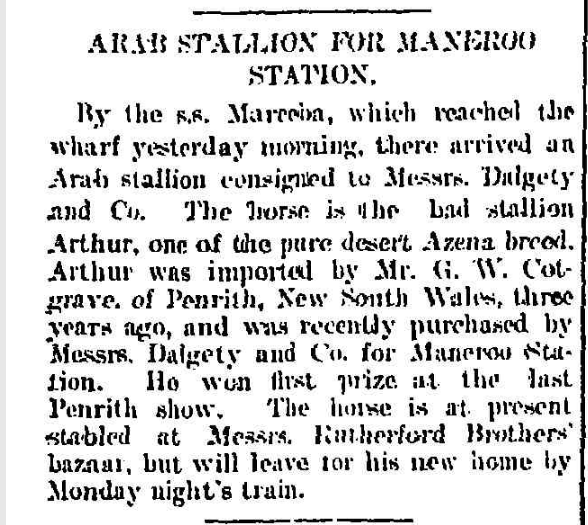 Arab Stallion for Manaroo Station