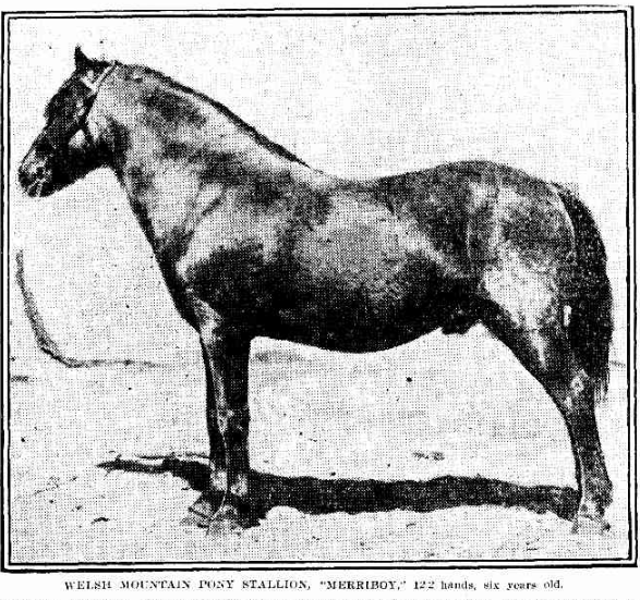 Welsh pony Merriboy
