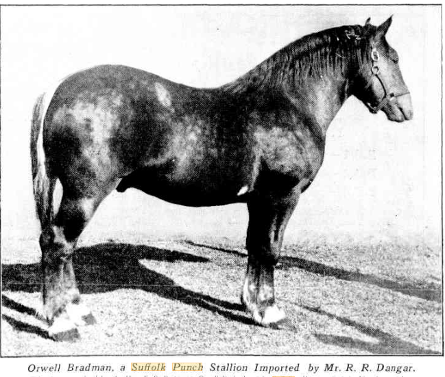 Suffolk Punch stallion Orwell Bradman, NSW 1932