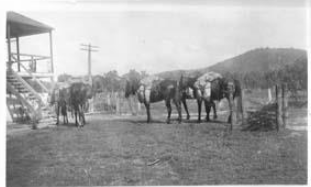 Jim MacDowall with packhorses loaded with mail at Cape York Peninsula
