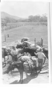 Jim MacDowall with packhorses at Cape York Peninsula, showing horses with mail.