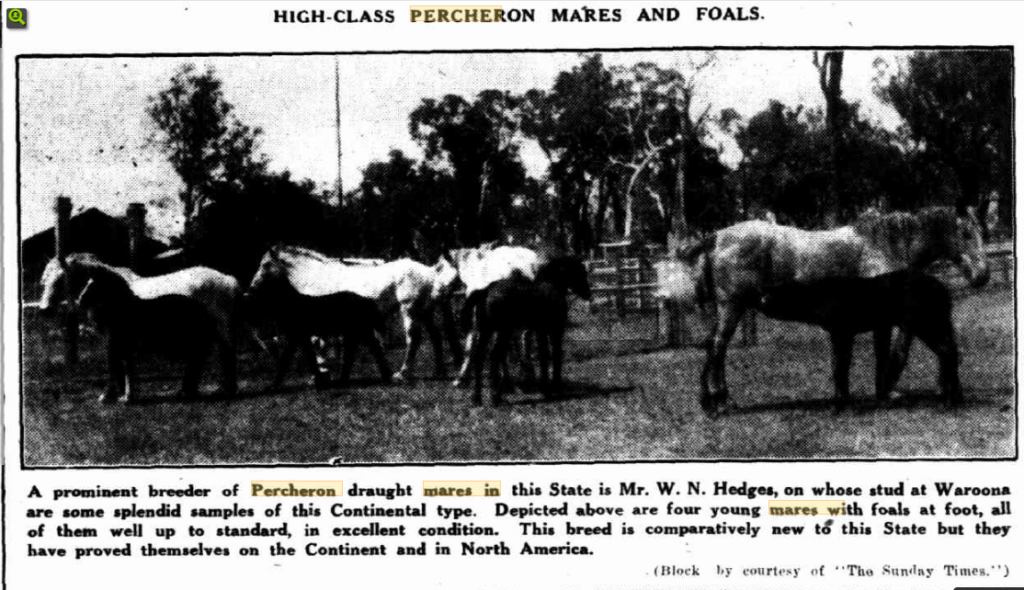 Percheron mares and foals 1934