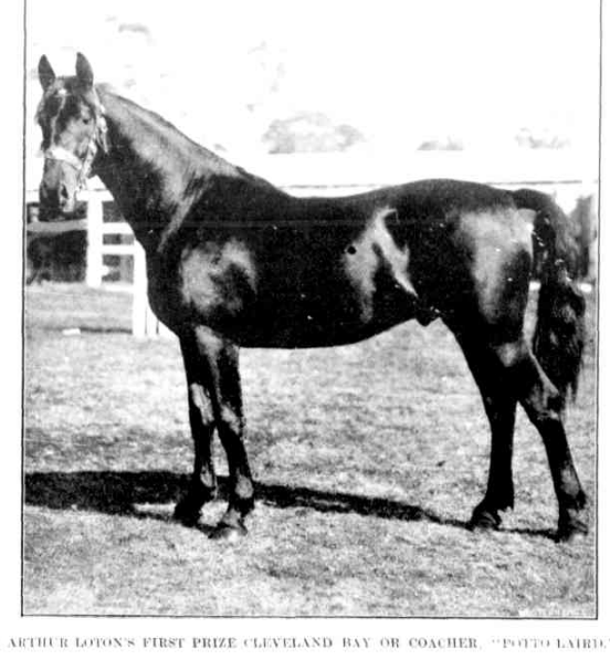 Loton's stallion Potto Laird won many prizes and was much admired in W.A.