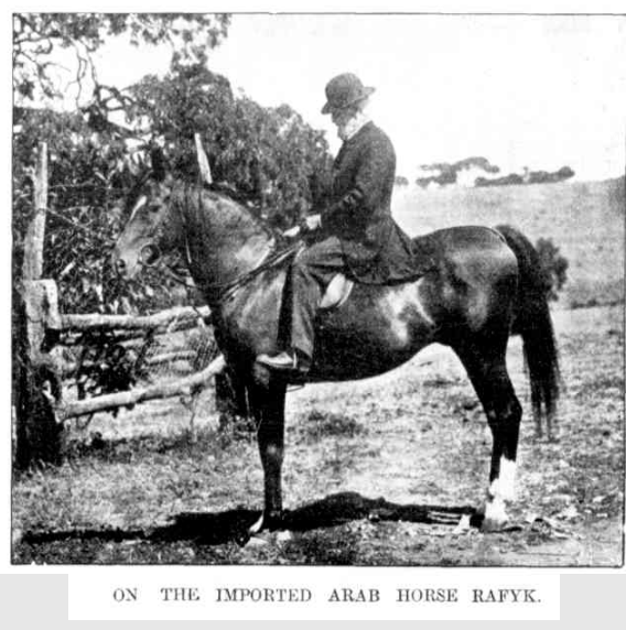 Imported Arab horse Rafyk