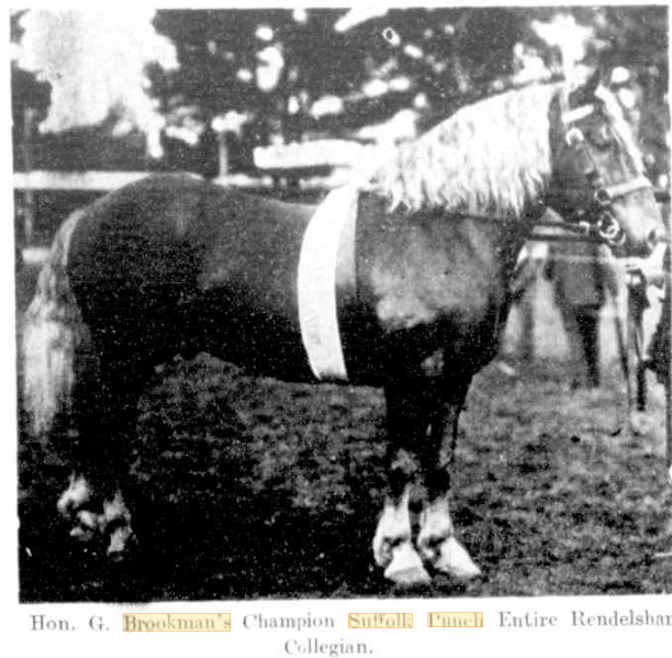 Suffolk Punch stallion Rendlesham Collegian