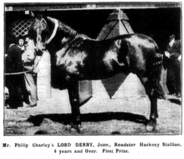 Roadster stallion Lord Derby