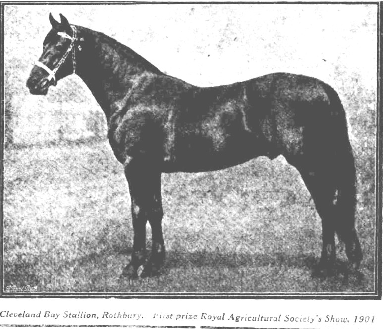 Cleveland Bay stallion Rothbury, winning first prize at the 1901 Royal Agricultural Society Show in Perth WA