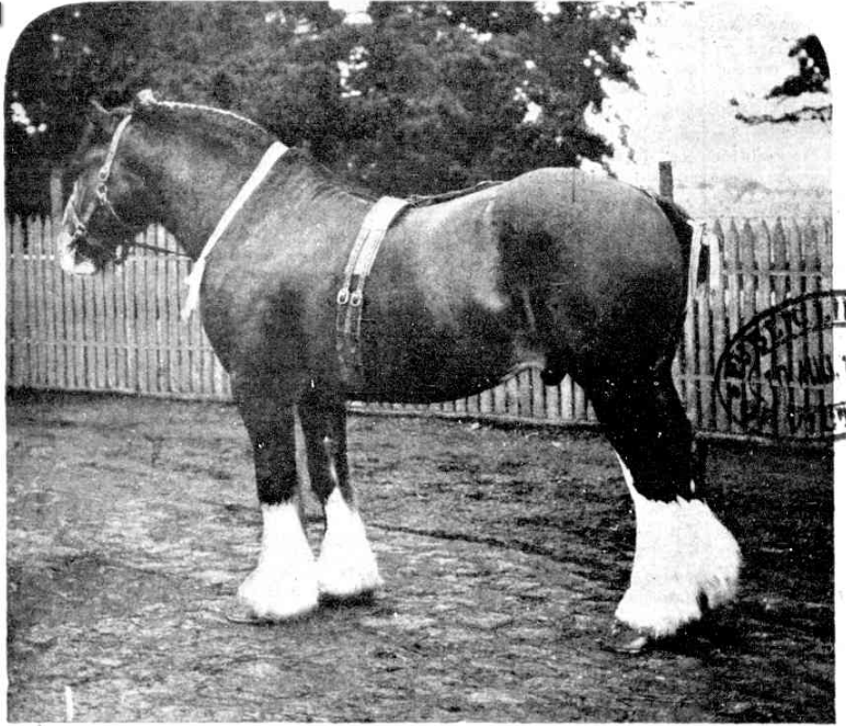 Shire horse Boro Baron