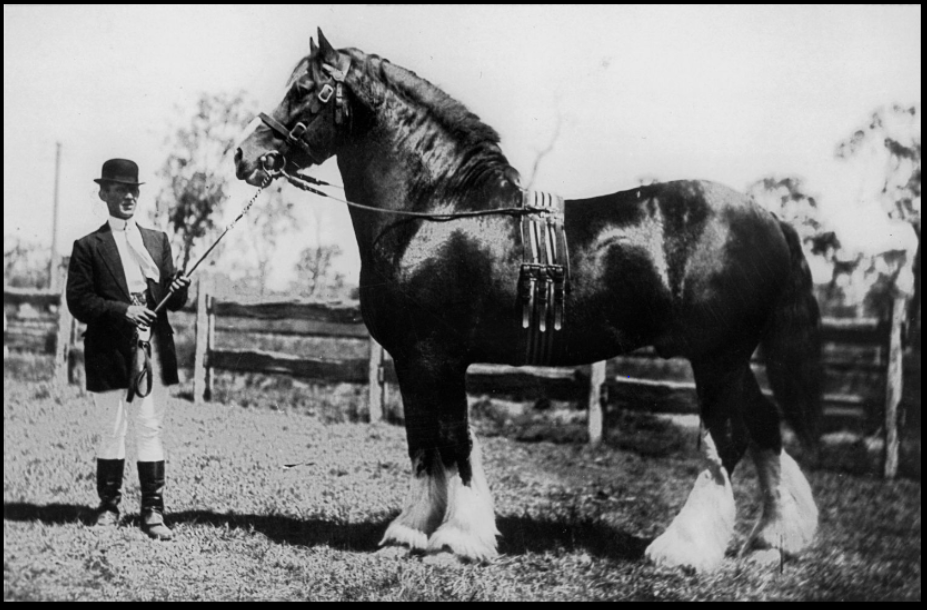 Shire horse with attendant