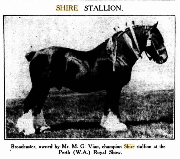 Shire stallion Broadcaster