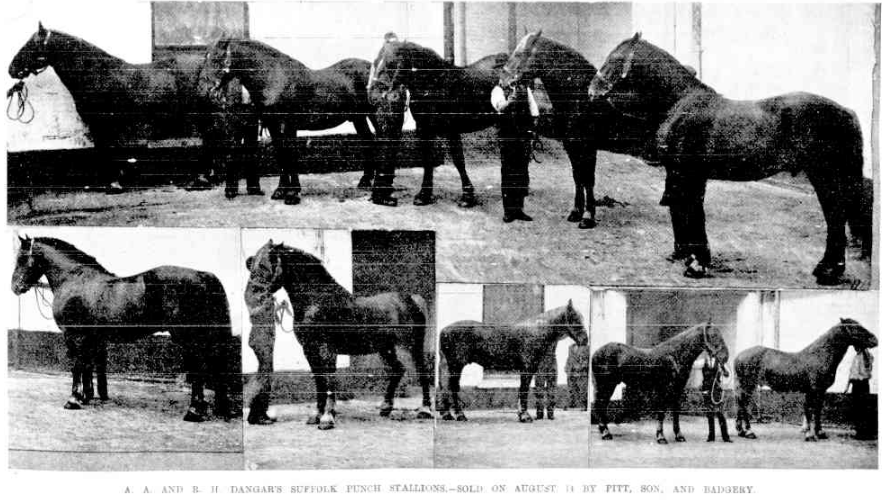 'The draft of 10 Suffolk stallions from Baroona and Neotsfield sold at Fennelley's bazaar, Sydney.'