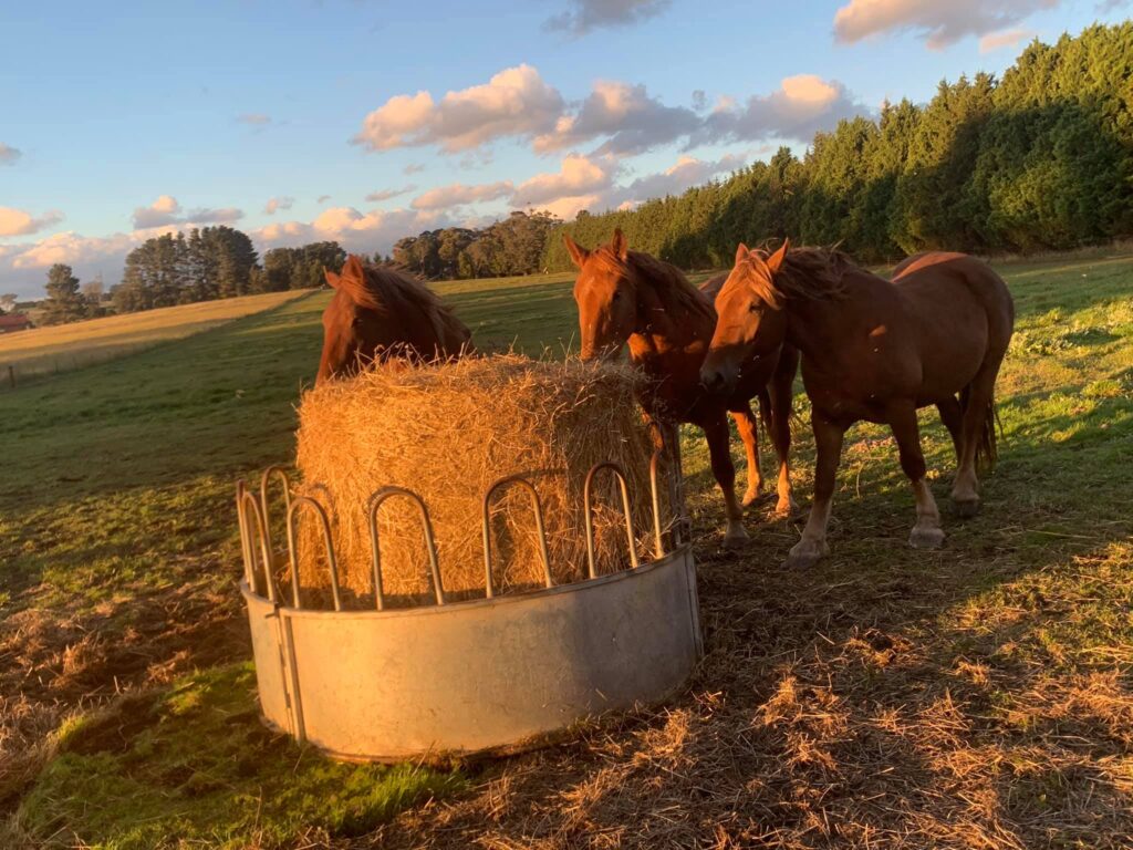 Suffolk Punch youngsters