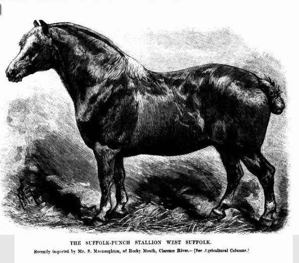 Suffolk Punch stallion West Suffolk
