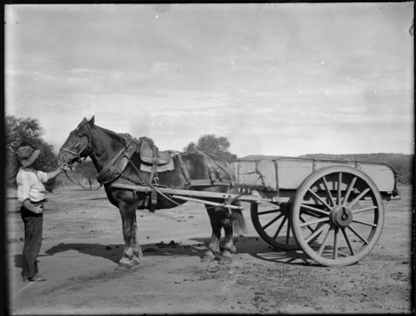 Suffolk Punch in harness on the Chapman State Farm in WA, c1908