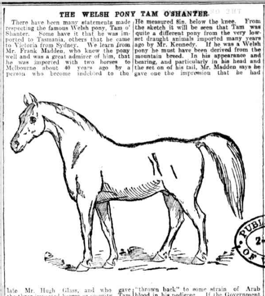 Welsh Pony Tam O'Shanter