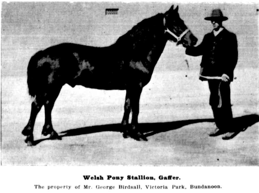 Welsh Pony stallion called Gaffer