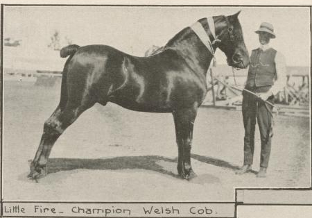 Champion Welsh Cob Littlefire