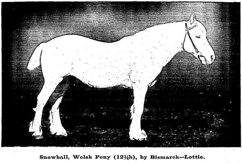 Welsh pony Snowball
