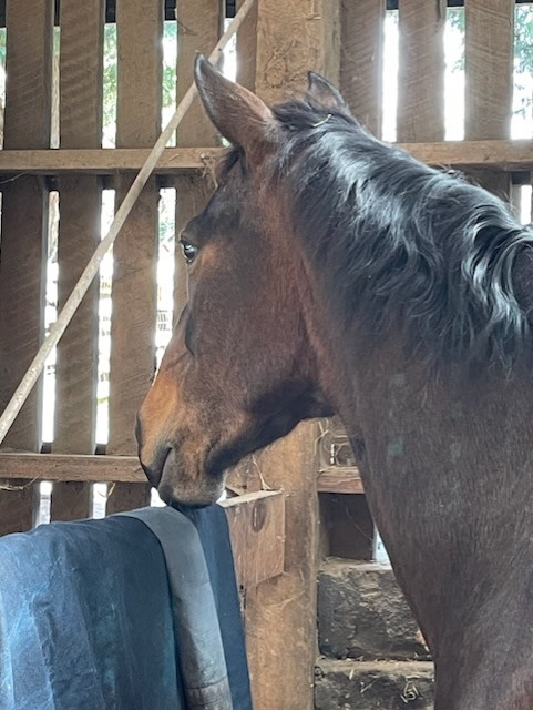 Waler mare Piperita in the stables at Collingwood Children's Farm