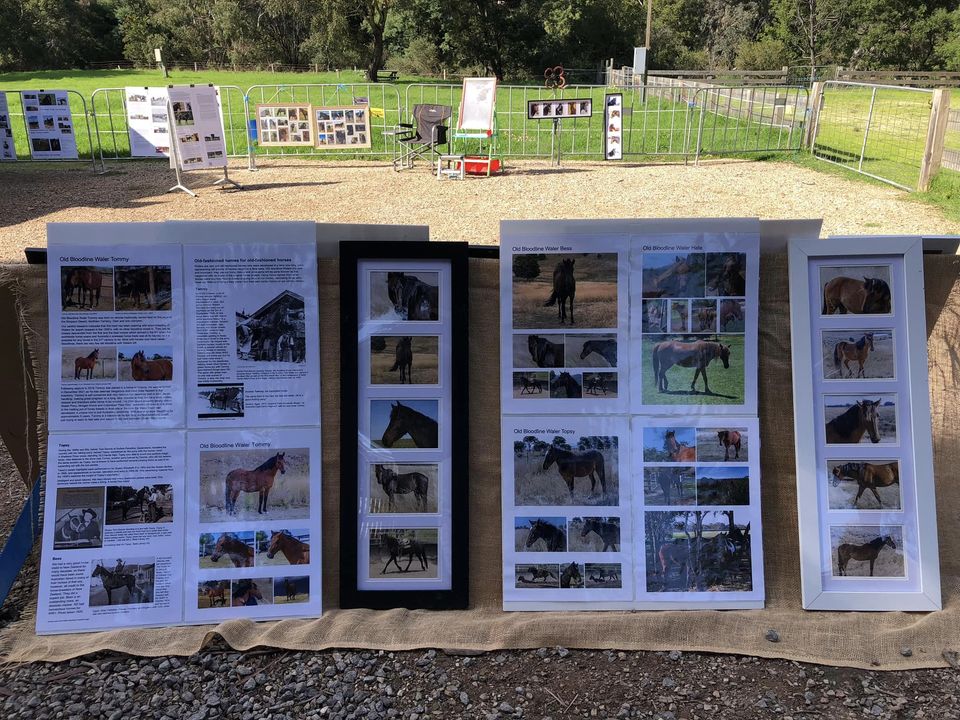 Collingwood Children's Farm Waler display