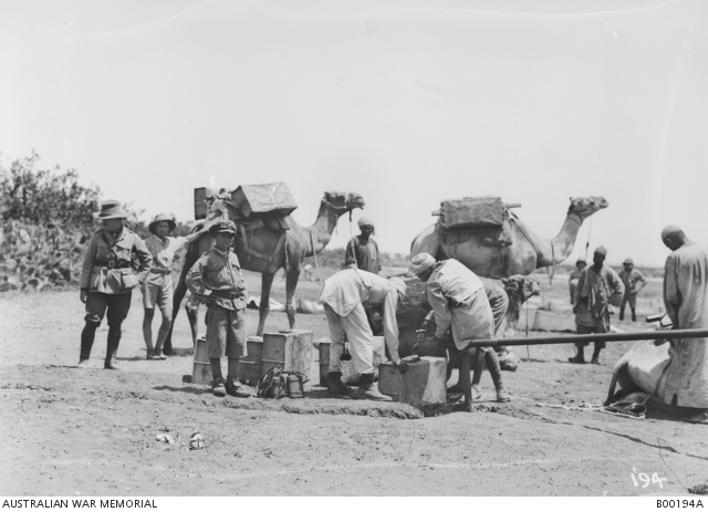 Camels being loaded with a supply of drinking water carried in 'fantasses' from the pipehead.