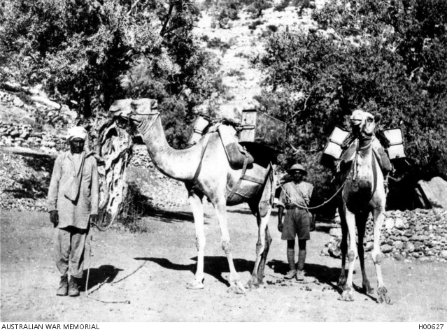Camels with fantasses for carrying water. 1918