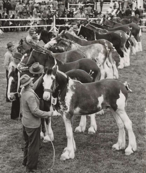 Clydesdale yearlings at the Royal Century Show, Melbourne, 1948.