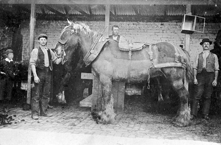 Clydesdale draught horse in the stables at 'Gladstone Park' Station Tullamarine, Victoria, circa 1900