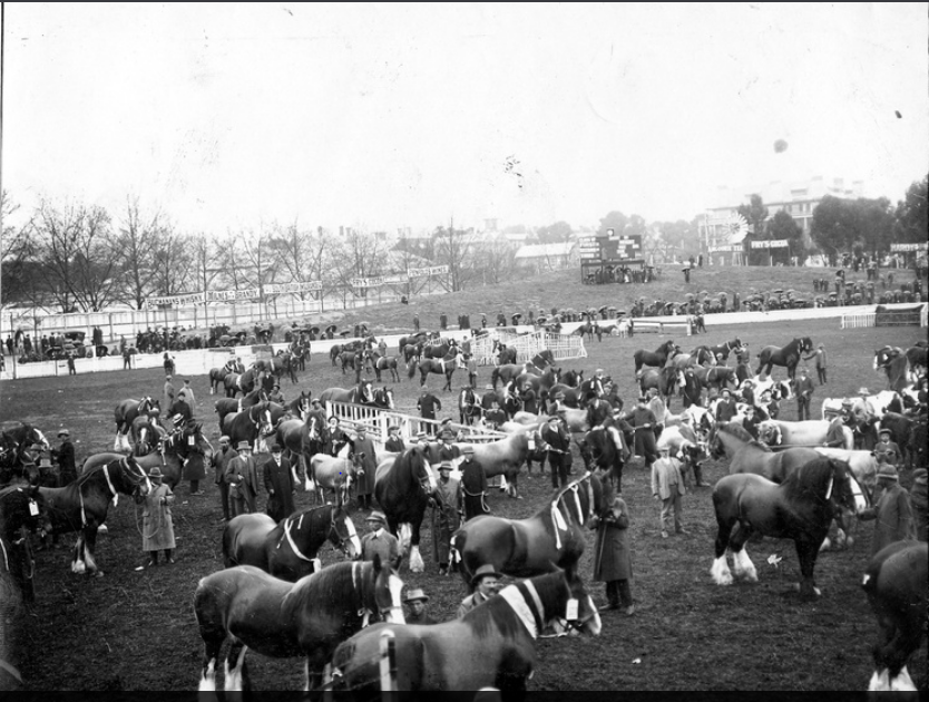Clydesdale horses being shown and waiting for judging on Jubilee Oval. 1907