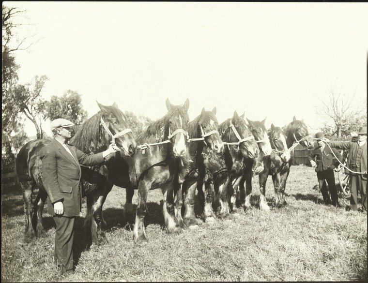 A group of pedigreed Clydesdale mares