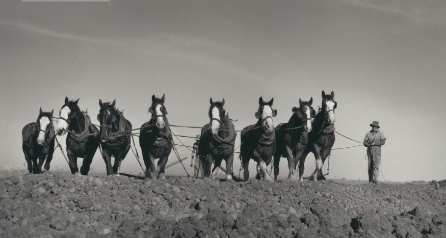 Clydesdales near Leeton, New South Wales, 1953