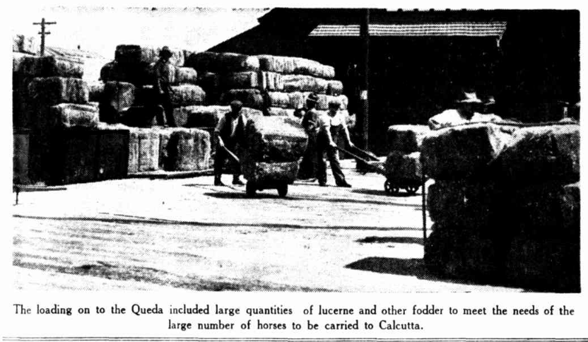 Fodder for Calcutta horse load newspaper photo 1936