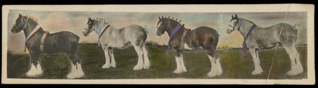 Hand-tinted* photographic print, showing Corrie Rodda's Clydesdales, 1933