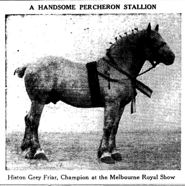 Champion Percheron Stallion Histon Grey Friar