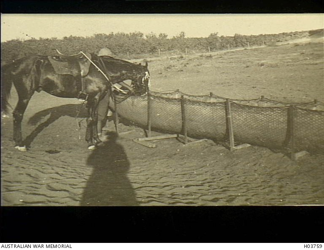 An Australian cavalry horse drinking from a canvas water trough which is supported by an improvised frame of fencing pickets and rabbit wire