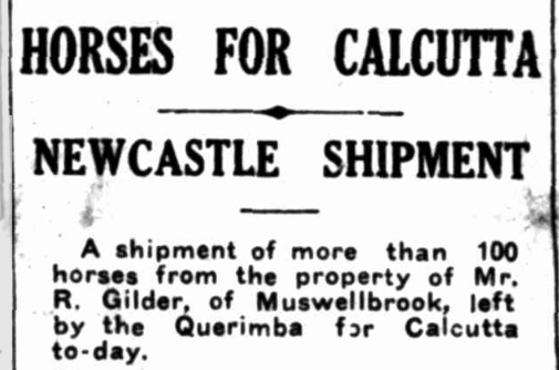 Article about horses being shipped to Calcutta 1933
