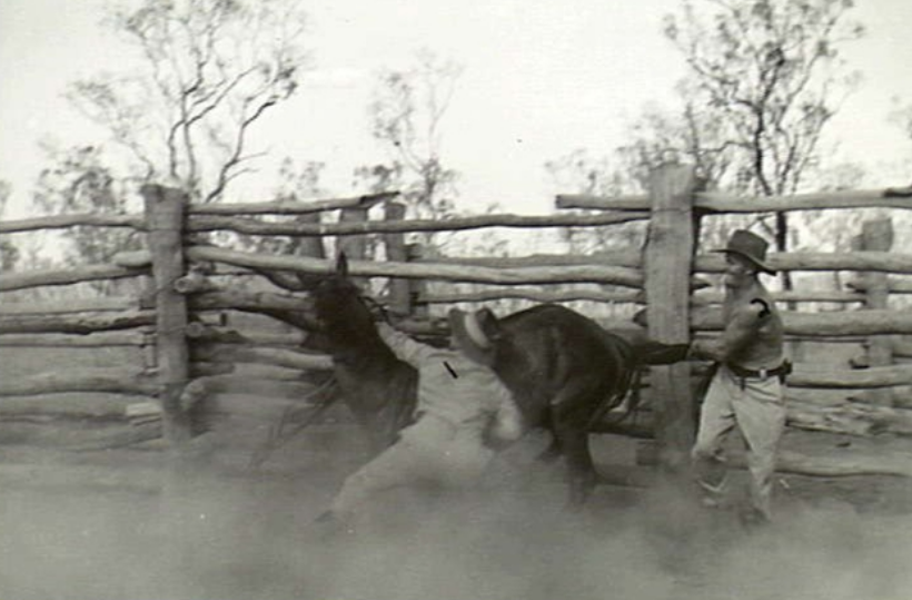 A young unbroken horse of the North Australian Observer Unit being thrown for shoeing by SX20603 Sergeant W. L. Lavington (left) and DX766 Lance Corporal F. A. Kenyon (right)