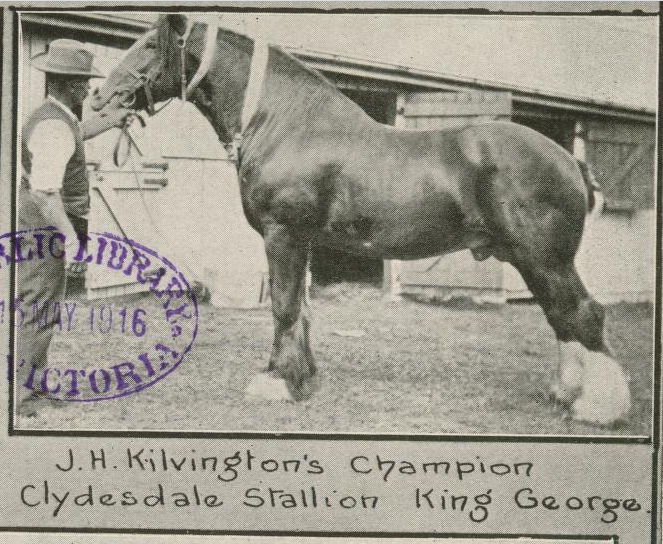 Champion Clydesdale stallion King George 1916