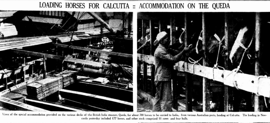 Newspaper article about Loading horses for Calcutta 1936