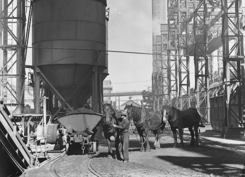 BHP Steelworks, Newcastle, heavy horses used for moving the ore