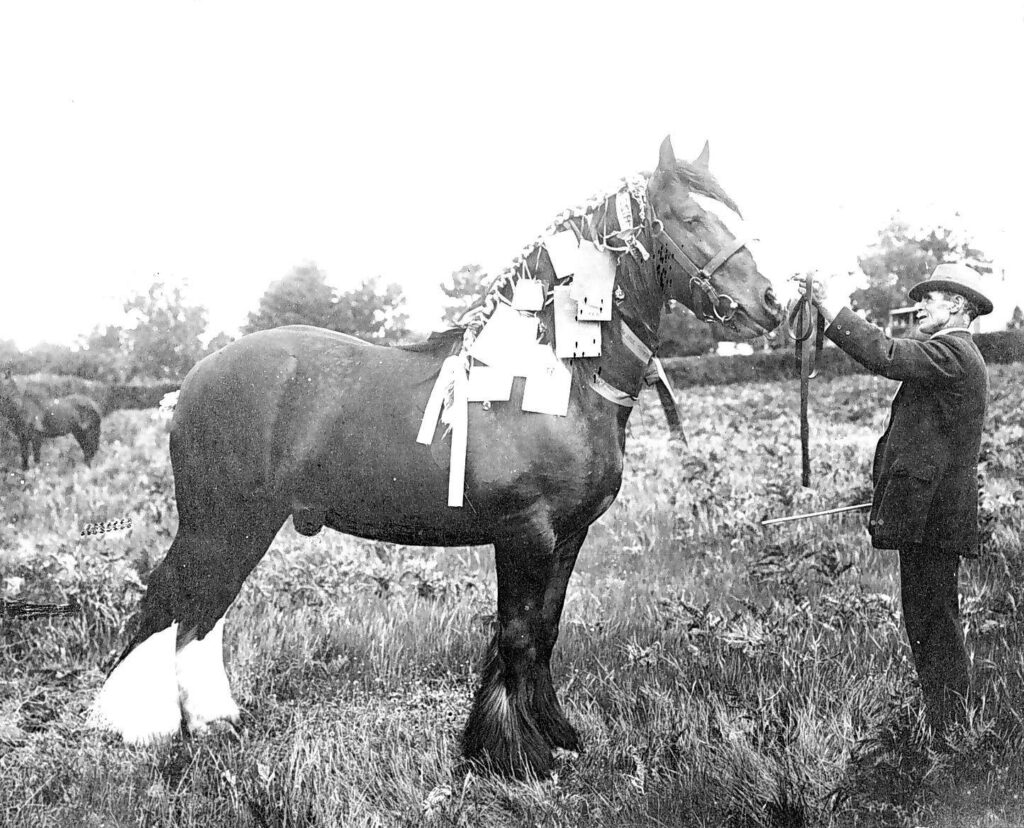 Mt Gambier Clydesdale horse 1914