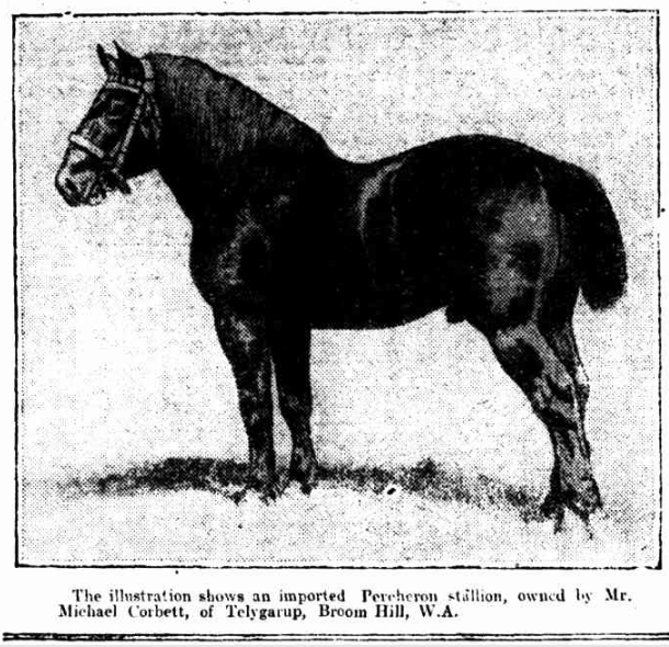Imported Percheron Stallion 1916