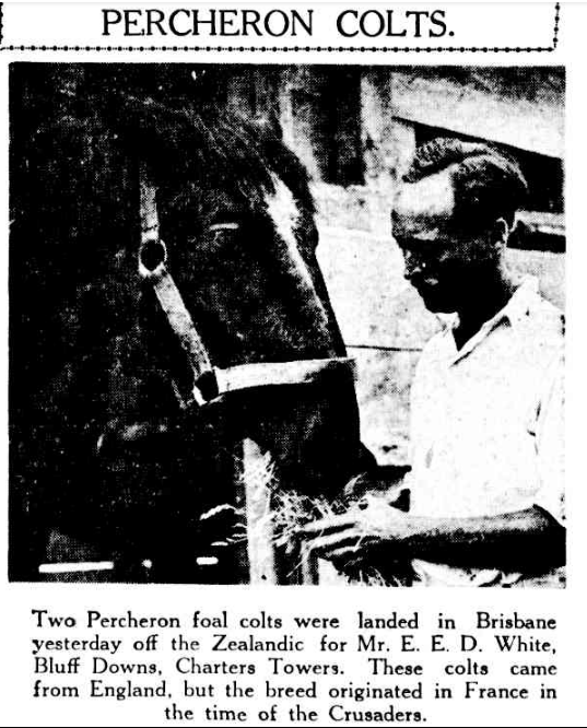 Percheron colt foals arriving in Brisbane in 1933